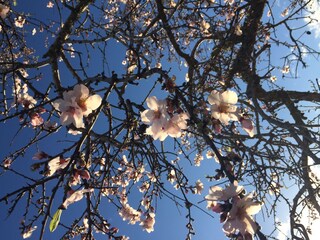 Appartamento per vacanze Cala Santanyí Ambiente 20