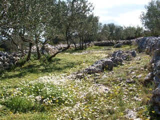 Olivenhain im Frühling