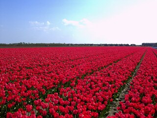 Casa per le vacanze Julianadorp Ambiente 31