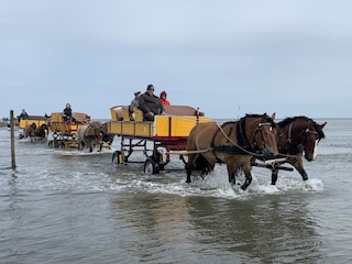 Kutschen auf dem Weg nach Neuwerk