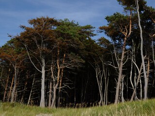 Appartamento per vacanze Wieck Ambiente 26