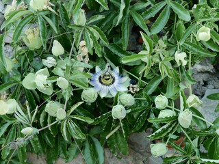 Casa per le vacanze Campiglia Marittima Registrazione all'aperto 11