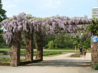 Stadtgarten - Park ca 1km entfernt