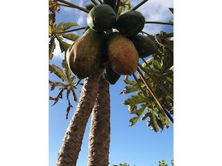 Aus dem Obstgarten