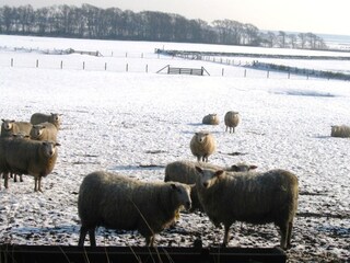 Vakantieappartement De Koog Omgeving 23