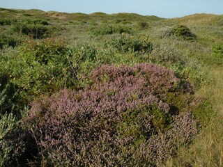 Appartamento per vacanze De Koog Ambiente 18