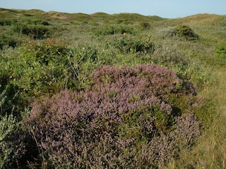 Dünengebiet bei De Koog