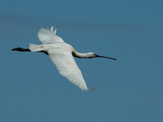 Löffler am Wattenmeer