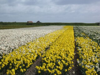 Appartamento per vacanze De Koog Ambiente 21