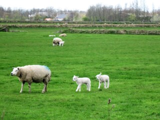 Appartamento per vacanze De Koog Ambiente 22