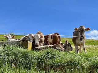 Unsere Kälbchen