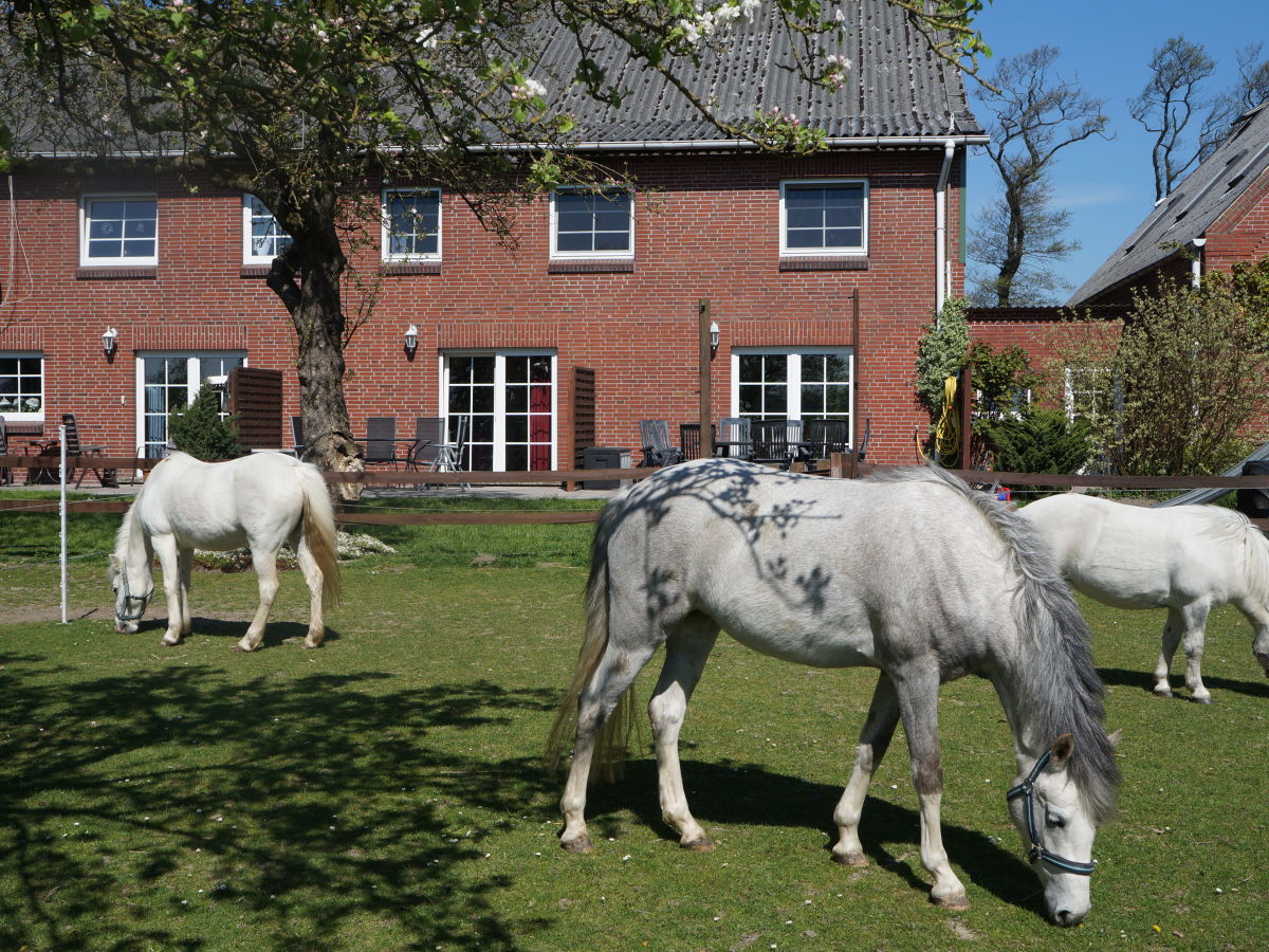 Ponyweide  direkt an der Terrasse