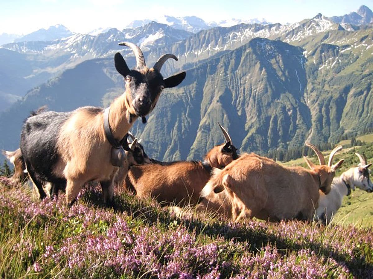 Sommer in den Bergen