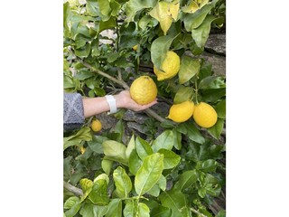 Finca Maccagno Environnement 30