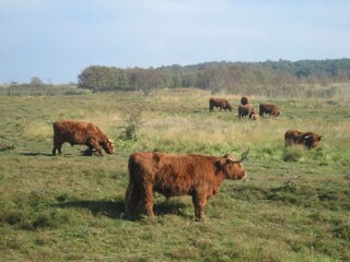 wildlebende Longhornrinder auf der Geltinger Birk