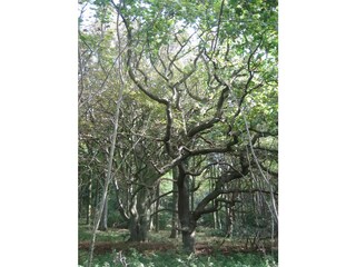 Märchenwald auf der Geltinger Birk