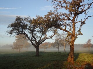 Casa per le vacanze Alpirsbach Ambiente 30