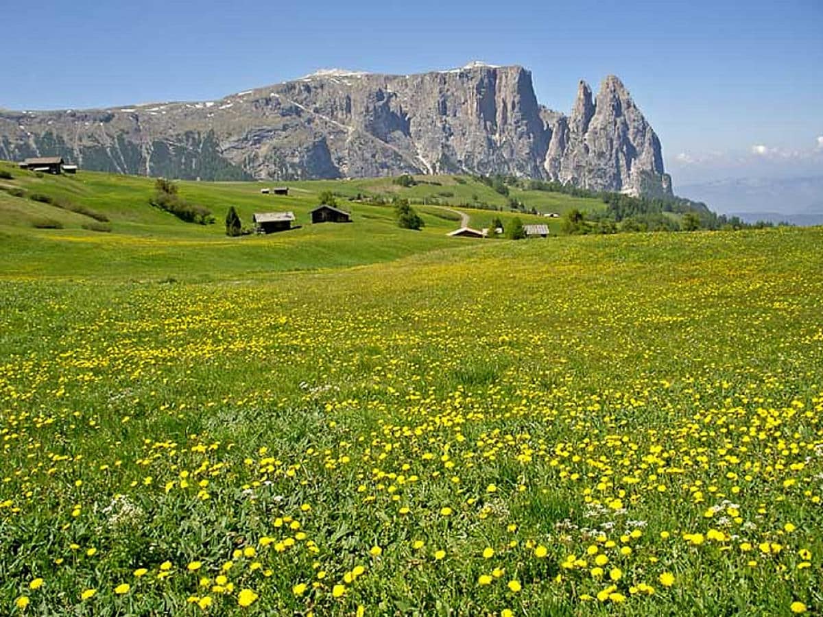 Die Alm im Sommer