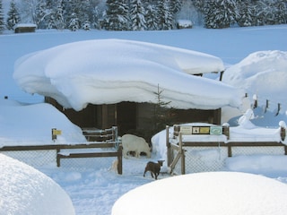 Der Ziegenstall im Winter