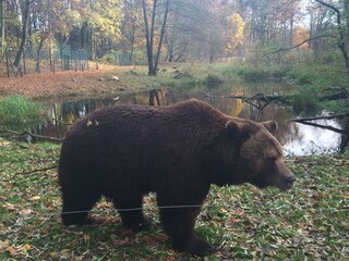 Bärenwald Müritz