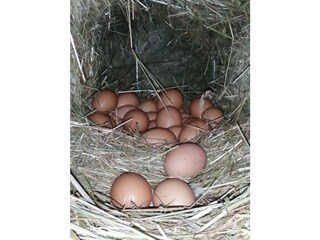 Appartamento Kurtatsch Registrazione all'aperto 5