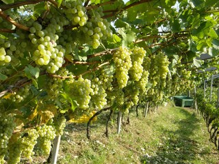 Appartamento Kurtatsch Registrazione all'aperto 6