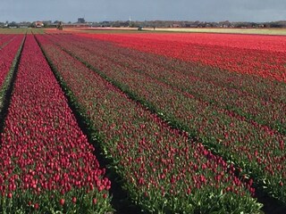 Casa per le vacanze Julianadorp Caratteristiche 16