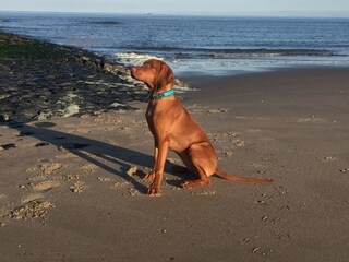 Casa per le vacanze Julianadorp Caratteristiche 17