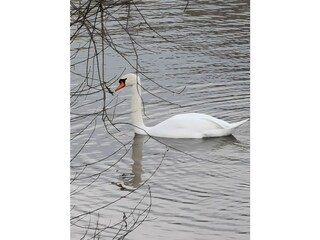 Mein lieber Schwan...