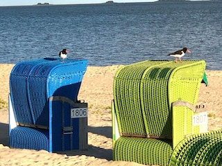 Strandkorb mit Besuch