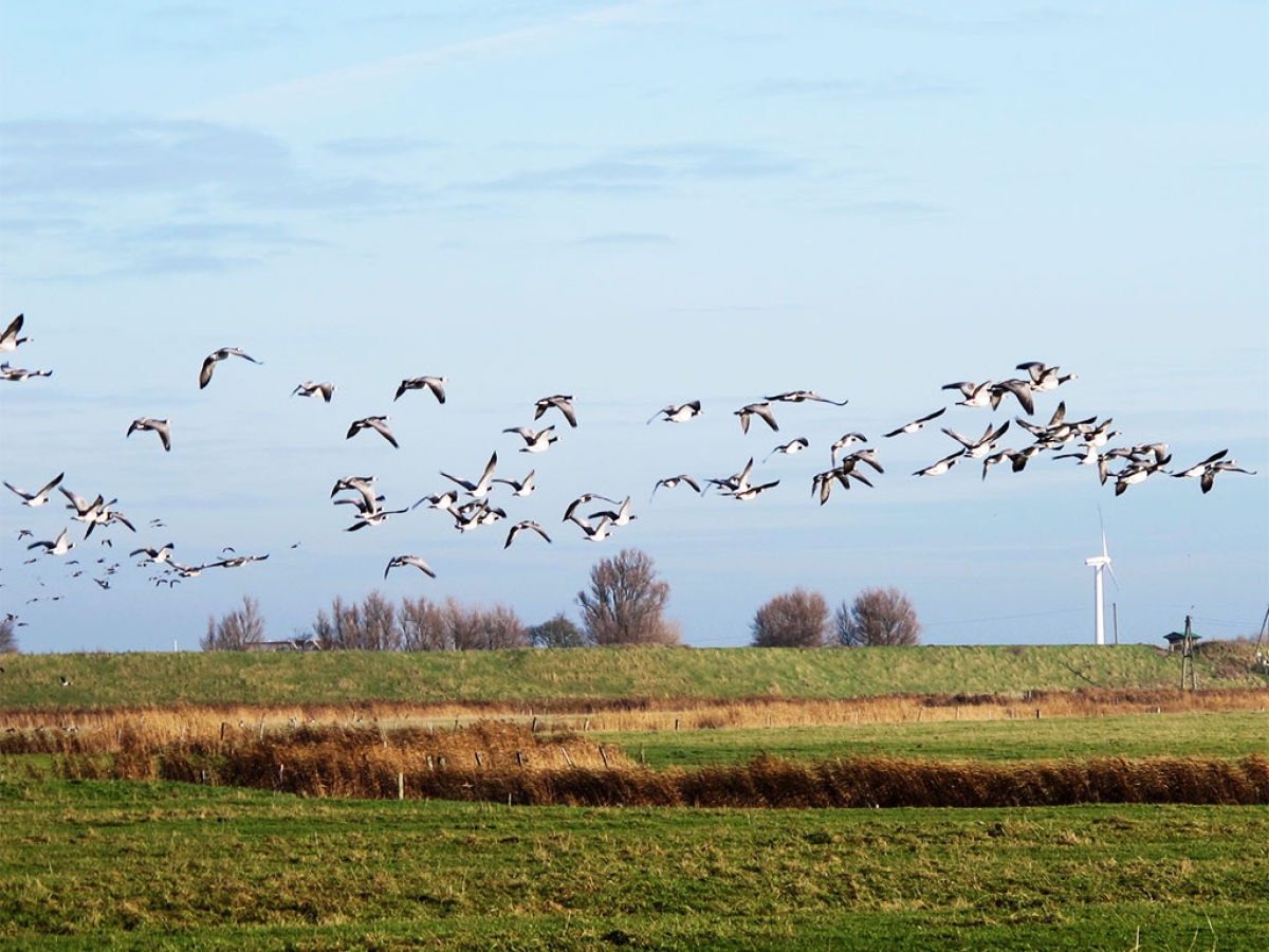 Zugvögel am Tholenhof