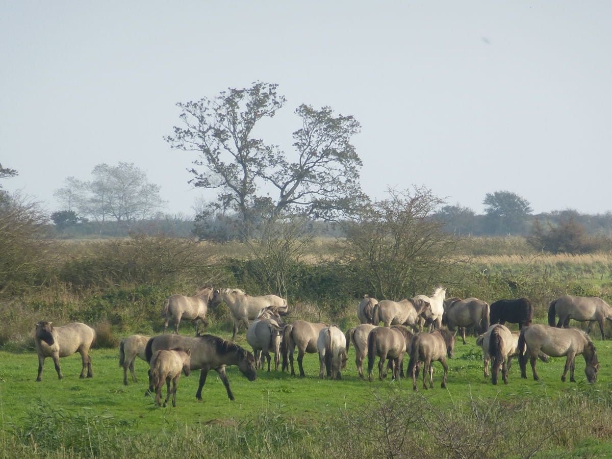 Konik-Wildpferde im Naturschutzgebiet Birk!