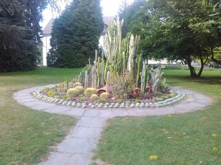 Kakteen im Schlosspark Bad Säckingen