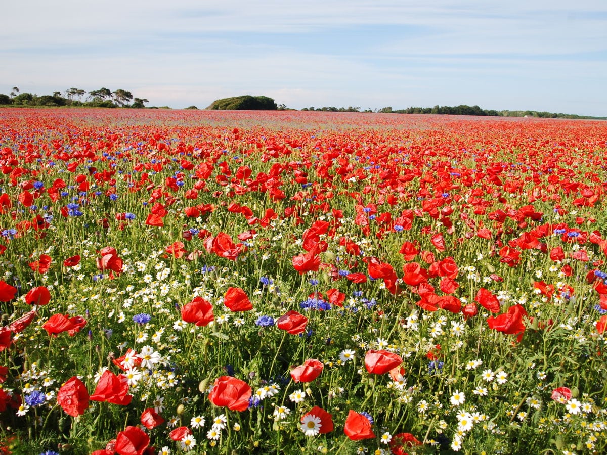 Mohnblumenfeld im Jahr 2015