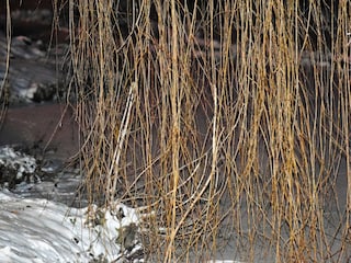 Unser Dorfteich im Winter