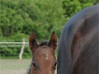 Pferdezucht und Reiten