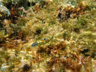 Casa per le vacanze Betlem Documento 24