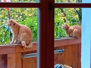 unsere Katzen