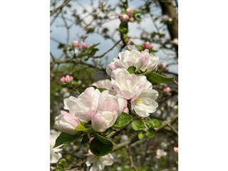 Appartamento per vacanze Lichtenau (Sachsen) Registrazione all'aperto 14