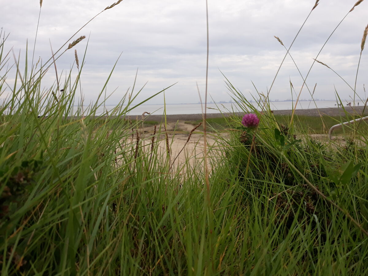 Grünstrand Burhave