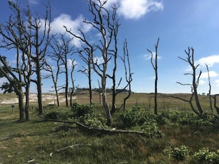 Vakantiehuis Schoorl Omgeving 39