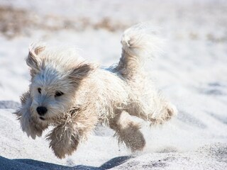 Brave Hunde willkommen