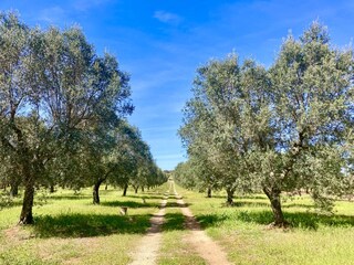 Drive up through the olive grove to Casa Ulivo