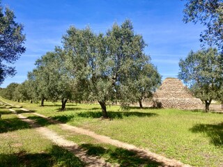 Typical rustic trullo in an olive grove