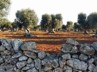 Olive trees as far as the eye can see