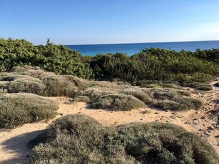 The sea and the dunes