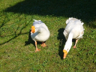 unsere Gänse