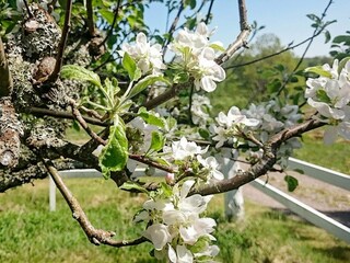 Ferienhaus Gamleby Außenaufnahme 6