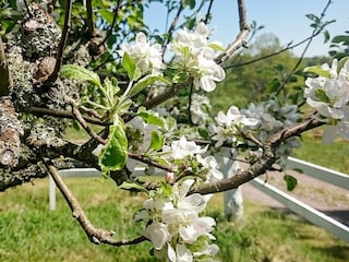 Maison de vacances Gamleby Enregistrement extérieur 6