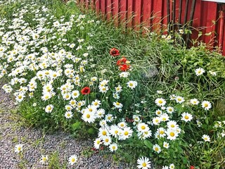 Ferienhaus Gamleby Außenaufnahme 3